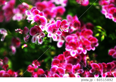 ベラルゴニウム　紅色の花 60515892