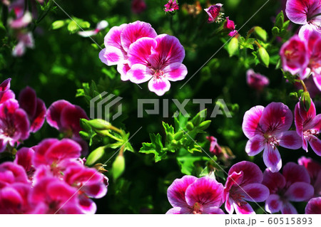 ベラルゴニウム 紅色の花 ベラルゴニウム 紅色の花 60515893