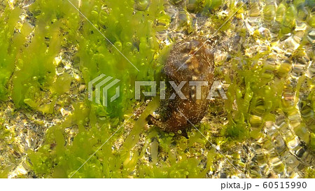 海藻を食べるアメフラシ 海藻を食べるアメフラシ 60515990