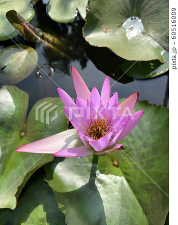 Flowering pink lotus in the pond 60516009