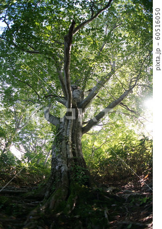 ブナの木 ブナの木 60516050