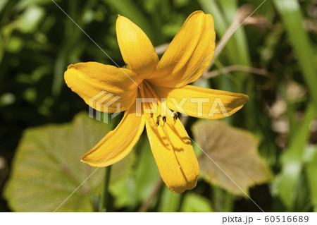 エゾカンゾウ 60516689