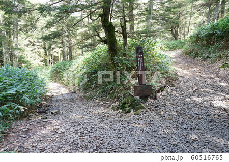 長野県、志賀高原の志賀山付近　前山からのハイキング道　四十八池と志賀山への分岐 60516765