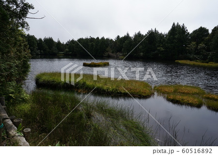 長野県、志賀高原の志賀山付近　前山湿原付近の渋池 60516892