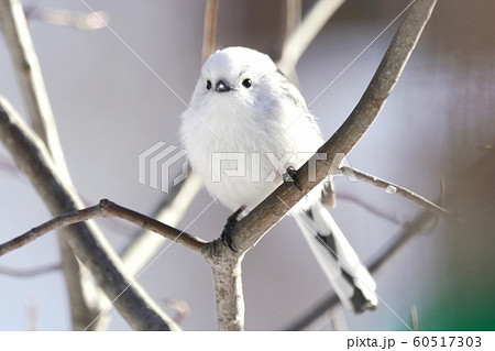 北海道に生息の可愛い野鳥 北海道に生息の可愛い野鳥 60517303