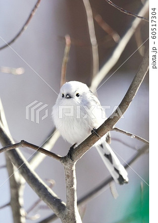 北海道に生息の可愛い野鳥 60517304