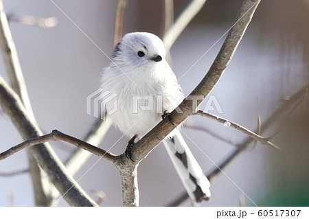 北海道に生息の可愛い野鳥の写真素材