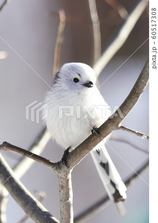 北海道に生息の可愛い野鳥 北海道に生息の可愛い野鳥 60517308
