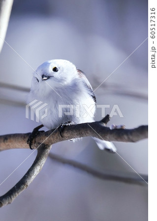 北海道に生息の可愛い野鳥 60517316