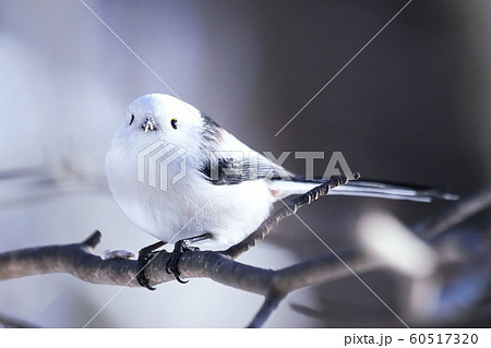北海道に生息の可愛い野鳥 60517320