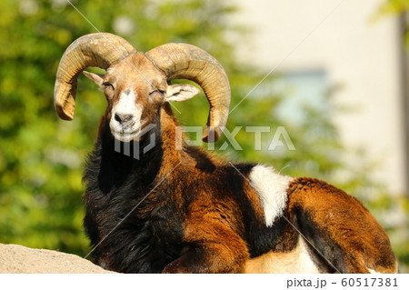 羊の原種ムフロン 羊の原種ムフロン 60517381