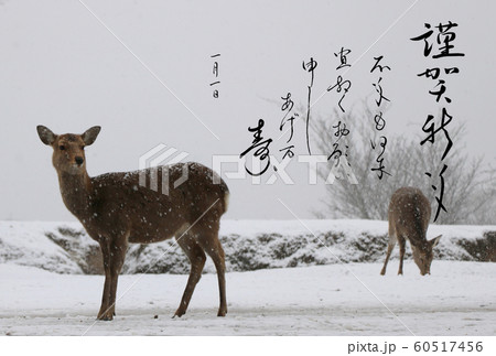 年賀状 奈良公園の鹿 のイラスト素材