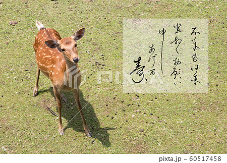 年賀状 奈良公園の鹿 のイラスト素材