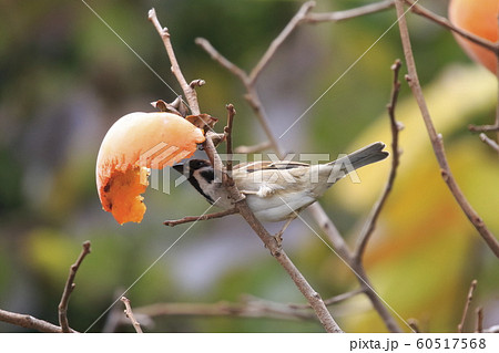 柿をついばむスズメ 柿をついばむスズメ 60517568