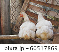 Chicken on the farm 60517869