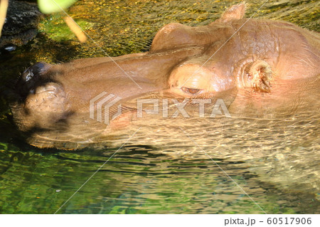 水の中のカバの顔 60517906