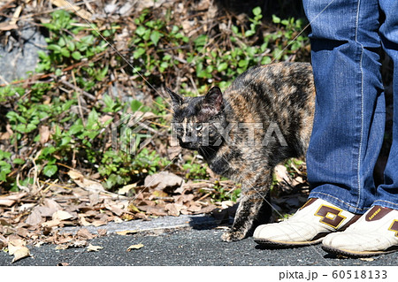 猫・野良猫・錆柄・さびちゃん・撫でられ快感・悶絶・迷彩・カモフラージュ 猫・野良猫・錆柄・さびちゃん・撫でられ快感・悶絶・迷彩・カモフラージュ 60518133