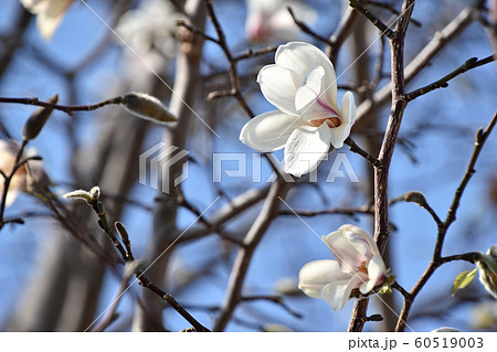 コブシ(辛夷) コブシ(辛夷) 60519003