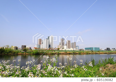 春の多摩川河川敷にて 武蔵小杉高層ビル群 春の多摩川河川敷にて 武蔵小杉高層ビル群 60519082