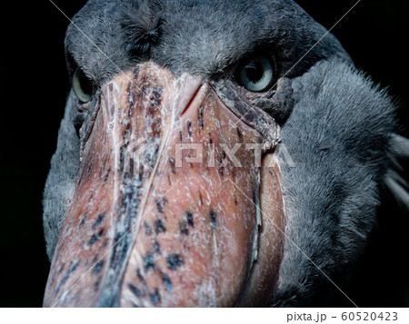 鋭い眼光のハシビロコウのクローズアップ写真の写真素材