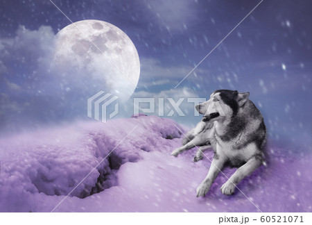 Landscape at snowfall with super moon. Serenity Landscape at snowfall with super moon. Serenity 60521071