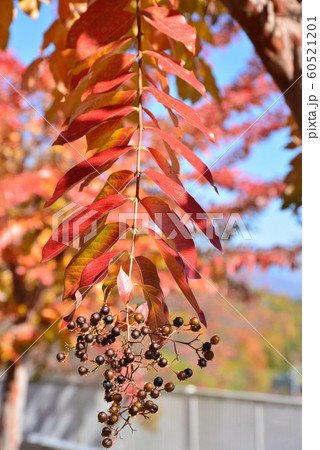 紅葉した百日紅の葉と蒴果 紅葉した百日紅の葉と蒴果 60521201
