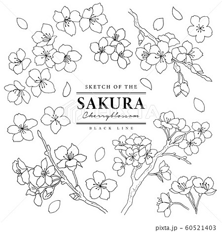 Stylish Hand Drawn Sakura Set 01 Line Drawing Stock Illustration