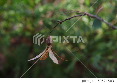 ツクバネの実 60521503