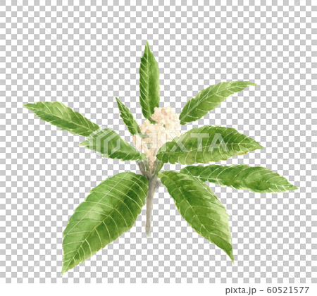ビワの花 蕾 木 水彩 60521577