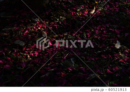 地面に散ったたくさんの花びら 地面に散ったたくさんの花びら 60521913