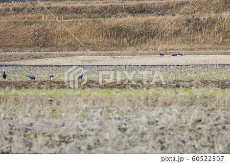 八代の鍋鶴 60522307