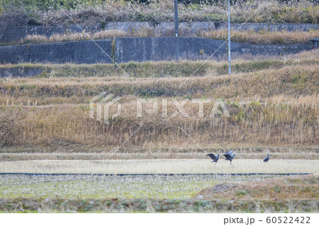八代の鍋鶴 八代の鍋鶴 60522422