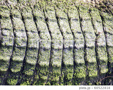 Crocodiles close up in Thailand 60522818