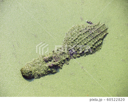 Crocodiles close up in Thailand Crocodiles close up in Thailand 60522820