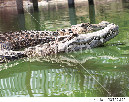 Crocodiles close up in Thailand 60522895