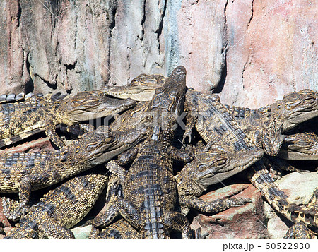 Crocodiles close up in Thailand Crocodiles close up in Thailand 60522930