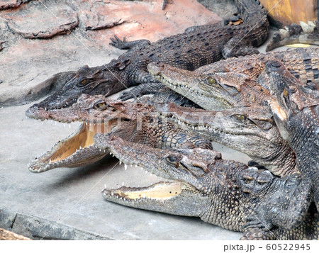 Crocodiles close up in Thailand 60522945