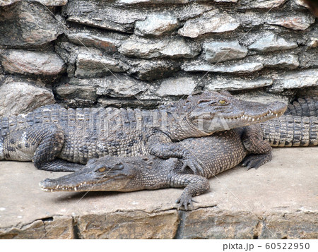 Crocodiles close up in Thailand Crocodiles close up in Thailand 60522950