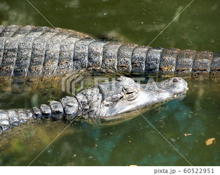 Crocodiles close up in Thailand 60522951