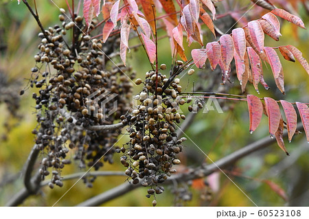 ハゼの実・十二月・ハゼ・紅葉 60523108