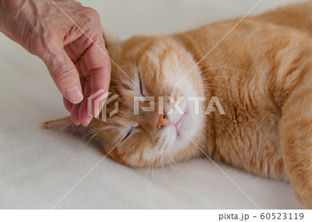 猫を撫でるシニアの手 60523119