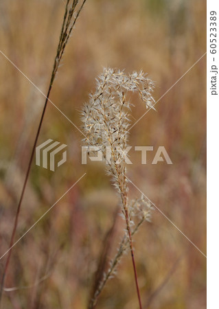 Zebra Grass Zebra Grass 60523389
