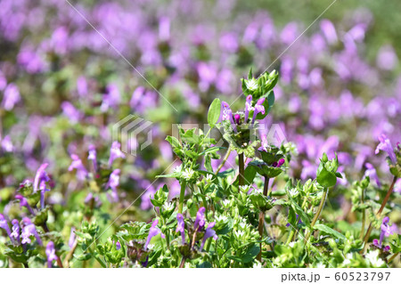 ホトケノザ(仏の座) ホトケノザ(仏の座) 60523797