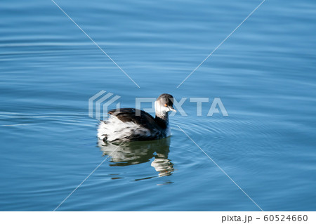 野鳥　ハジロカイツブリ 60524660