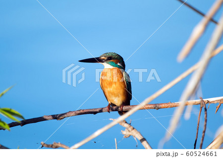 野鳥 カワセミ 野鳥 カワセミ 60524661