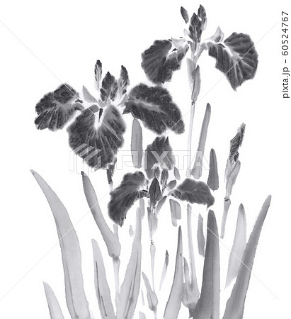 花菖蒲 水墨調のイラスト素材