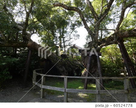 清盛楠・伊勢外宮 清盛楠・伊勢外宮 60524778