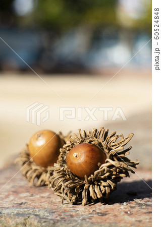 秋のドングリ 60524848