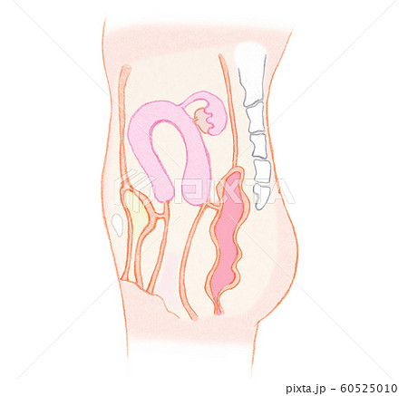 横から見た子宮 文字なしのイラスト素材