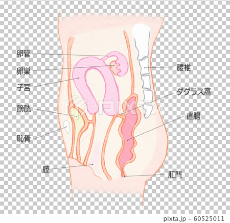 Uterus seen from the side-with letters 60525011